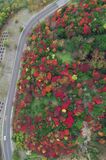 山肌彩る赤と緑　奥日光の金精峠