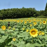 那須の元牧草地でヒマワリ見頃　有志３人が５万本育成