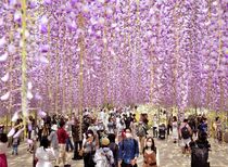 あしかがフラワーパークの大フジ