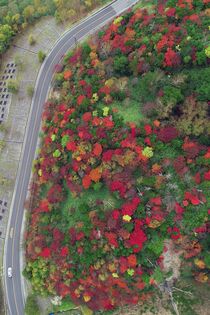 山肌彩る赤と緑　奥日光の金精峠