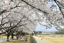 那須塩原市で桜ほぼ満開