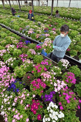ハウス内で出荷を待つ色とりどりのサイネリア＝２日午後３時、小山市下国府塚