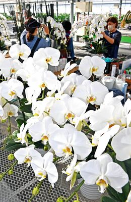 出荷作業が最終盤を迎えたコチョウラン＝26日午前11時10分、宇都宮市上横田町