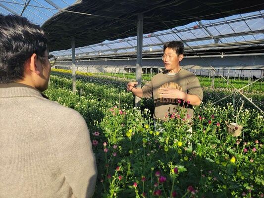 町地域おこし協力隊の応募者対象の見学会で説明するスプレーマムの生産者