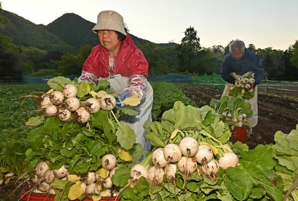 山あいの畑で早朝から収穫される「塩原かぶ」＝12日午前５時20分、那須塩原市中塩原