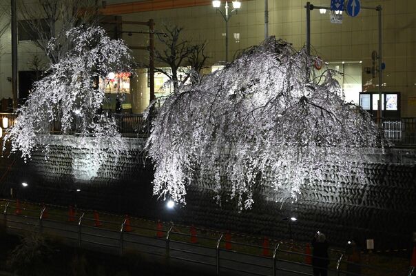 昨年の田川沿いのシダレザクラのライトアップ
