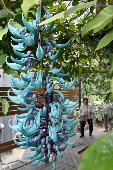 鮮やかな青色の花を咲かせるヒスイカズラ＝11日午後０時20分、栃木市岩舟町下津原