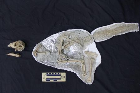 発見されたパキケファロサウルス類の全身骨格化石(研究グループ提供)