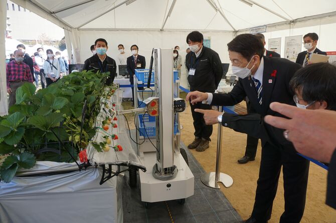 イチゴ収穫ロボット「ロボつみ」を視察する福岡県の服部誠太郎知事(右)=11月中旬、福岡市中央区
