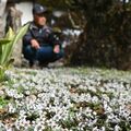 庭先に春の訪れ　鹿沼・湯澤さん方でセツブンソウ見頃　「多くの人に楽しんでほしい」