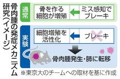 骨肉腫、増殖制御破綻が原因か