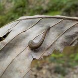 ヤマビル生息域拡大　被害増受け、栃木県がマニュアル　「重曹」効果も検証へ