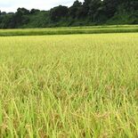 栃木県産・主食用米の作付け参考値、初の引き上げ　需要に応じた生産へ