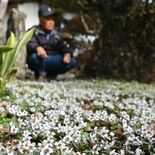 庭先に春の訪れ　鹿沼・湯澤さん方でセツブンソウ見頃　「多くの人に楽しん…