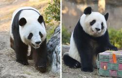 上野のパンダ 来月返還へ