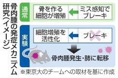 骨肉腫、増殖制御破綻が原因か