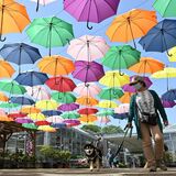 鹿沼で「花と緑のフェスタ」開幕　傘や苔など「映え」スポットも