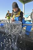 稚アユ出荷大詰め　下野