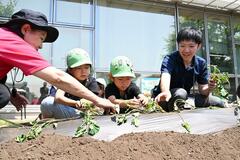 「おいしくなあれ」サツマイモ苗植え