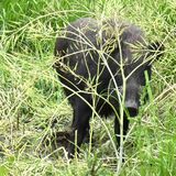 渡良瀬遊水地周辺でイノシシ被害多発　散歩中の男性襲われ負傷、堤防損壊も　住民「身の危険感じる」