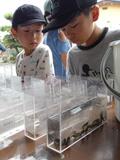 児童ら川の生物観察
