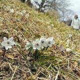 栃木の「四季の森星野」でセツブンソウ見頃　気品ある花楽しんで
