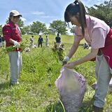 生態系保護へ「抜き取り」　さくらの河川敷で合同作業　白楊高生、市職員ら80人
