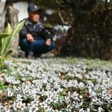 庭先に春の訪れ　鹿沼・湯澤さん方でセツブンソウ見頃　「多くの人に楽しんでほしい」