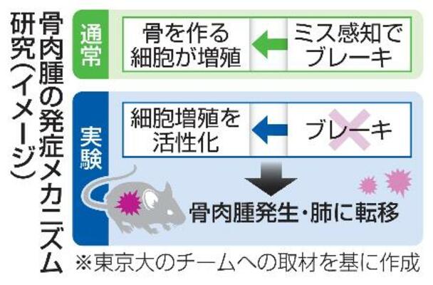 骨肉腫の発症メカニズム研究(イメージ)