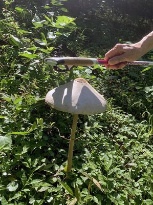 長岡樹林地で見つけたマントカラカサタケ。傘の直径は２３センチ、高さ４５センチほど（井上さん提供）