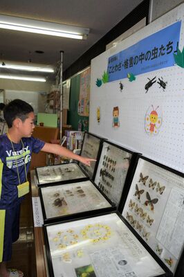 標本箱が展示されたコーナー