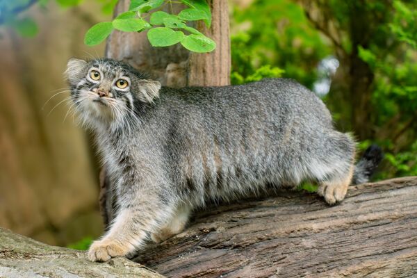 11日から一般公開されるマヌルネコの「アブリコース」（那須どうぶつ王国提供）
