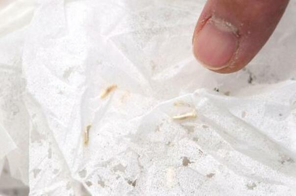 　ニュウハクシミと、食べられて穴が開いた紙類＝２０２５年１１月、東京都内