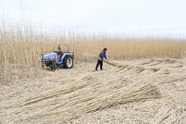 渡良瀬遊水地で行われたヨシの刈り取り作業