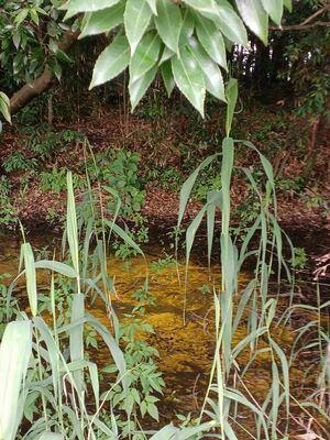 野木町内で発見されたヒカリモ。県内で定期的に発生するのは珍しいという（栗田雅嗣さん提供）