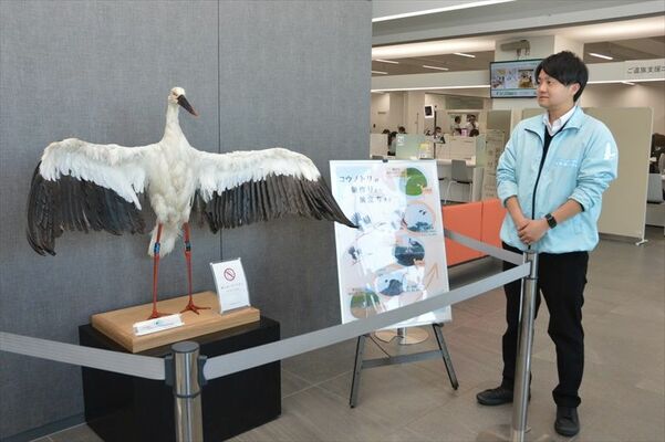 市役所１階で展示が始まったコウノトリのはく製