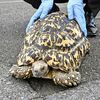 真岡の会社敷地で体長50cmのカメ捕獲　真岡署が拾得物として飼い主探す
