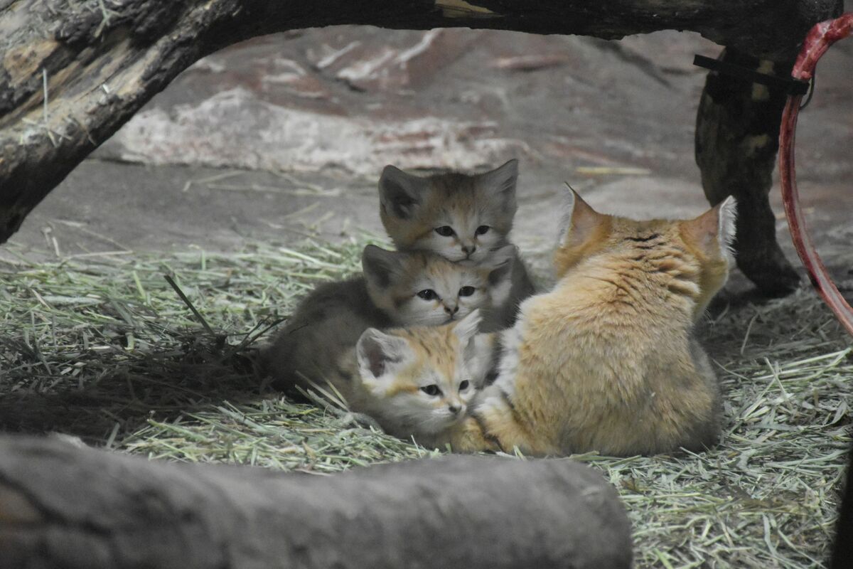 スナネコの赤ちゃんお披露目 那須どうぶつ王国で公開始まる 動画 県内主要 地域の話題 動画 下野新聞 Soon ニュース 下野新聞 Soon スーン