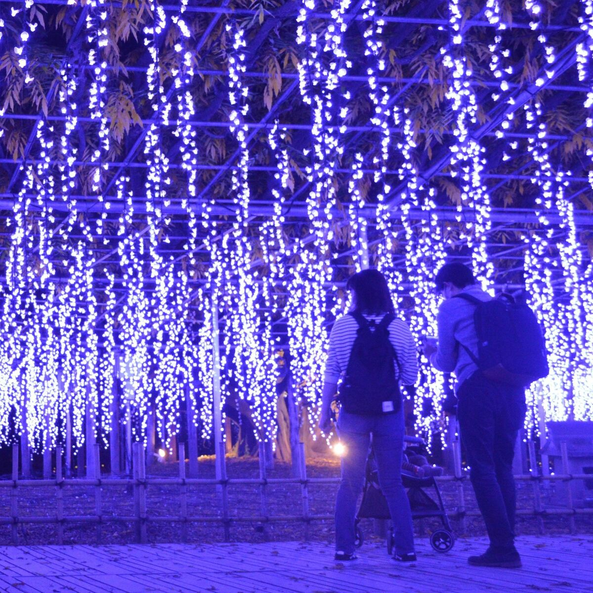 フジの花 割れた石 鬼滅の刃 聖地 足利に ファンも感動 そっくり 社会 県内主要 地域の話題 下野新聞 Soon ニュース 下野新聞 Soon スーン
