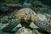 アオウミガメ、絶滅恐れ低下