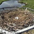 栃木市内初のひな誕生願う　コウノトリ托卵作業　別のペアの有精卵と交換