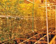 米、大麻規制を緩和へ