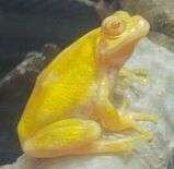 金色のニホンアマガエル登場　大田原・県なかがわ水遊園　子どもたちから“…