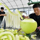 「かんぴょうむき」が本格化　栃木・壬生の農業法人　干して全国に出荷へ