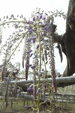 あしフラの大藤が過去最速の開花　イベントは12日に繰り上げ