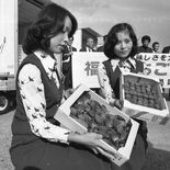 「はるのか」「とよのか」知っていますか　栃木のライバル、福岡イチゴの歴史