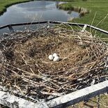 栃木市内初のひな誕生願う　コウノトリ托卵作業　別のペアの有精卵と交換