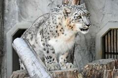 15歳のユキヒョウ死ぬ