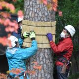 早くも冬支度　世界遺産・日光山輪王寺で昔ながらの「こも巻き」25日からは庭園ライトアップ