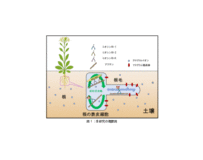 ミオシンXIが塩ストレス耐性を制御する新たな仕組みを解明